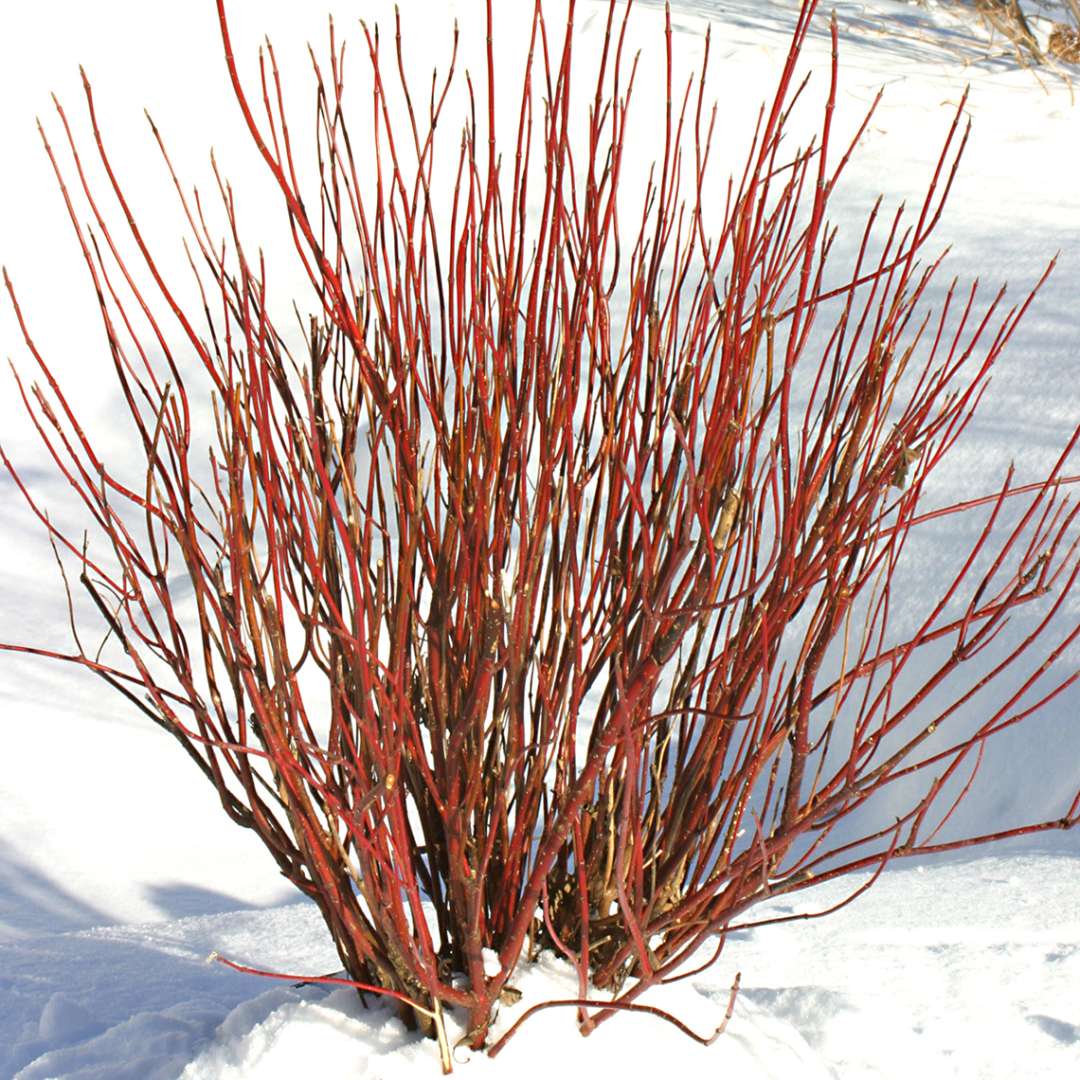 Arctic Fire Cornus in snowy landscape